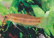 Image of Betta chloropharynx 