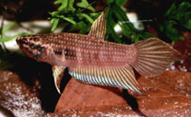 Image of Betta dimidiata 