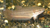 Image of Betta edithae 