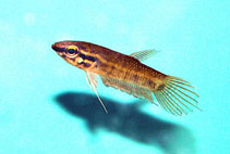 Image of Betta enisae 