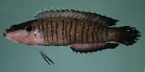 Image of Belonepterygion fasciolatum (Barred spiny basslet)