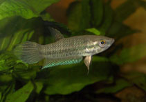 Image of Betta pallida 