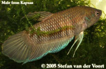 Image of Betta pinguis 