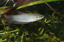 Image of Betta pugnax (Penang betta)