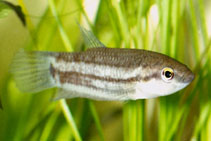 Image of Betta pugnax (Penang betta)