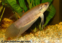 Image of Betta renata 