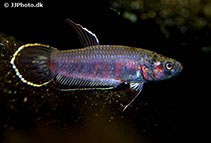 Image of Betta rubra (Toba betta)