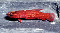 Image of Betta rutilans 