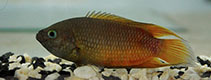 Image of Belontia signata (Ceylonese combtail)