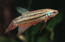 Image of Betta smaragdina (Blue betta)