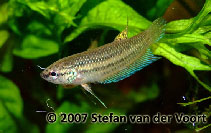 Image of Betta stiktos 