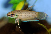 Image of Betta taeniata (Borneo betta)