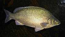 Image of Bidyanus bidyanus (Silver perch)