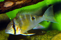 Image of Biotodoma cupido (Greenstreaked eartheater)