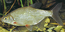 Image of Blicca bjoerkna (White bream)