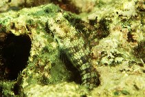 Image of Blenniella gibbifrons (Hump-headed blenny)