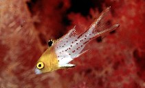 Image of Bodianus anthioides (Lyretail hogfish)