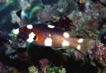 Image of Bodianus axillaris (Axilspot hogfish)