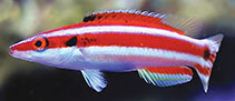 Image of Bodianus bennetti (Lemon-striped pygmy hogfish)