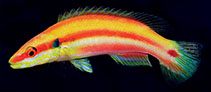 Image of Bodianus bennetti (Lemon-striped pygmy hogfish)