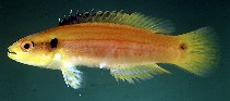 Image of Bodianus bimaculatus (Twospot hogfish)