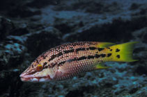 Image of Bodianus diplotaenia (Mexican hogfish)