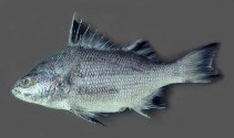 Image of Boridia grossidens (Borriqueta porgy)