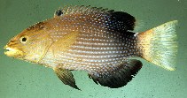 Image of Bodianus loxozonus (Blackfin hogfish)