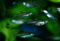 Image of Brevibora dorsiocellata (Eyespot rasbora)