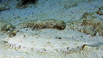 Image of Bothus maculiferus (Mottled flounder)