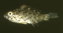 Image of Bolbometopon muricatum (Green humphead parrotfish)