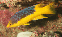 Image of Bodianus rufus (Spanish hogfish)