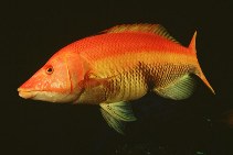 Image of Bodianus scrofa (Barred hogfish)