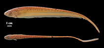 Image of Brachyhypopomus bennetti 