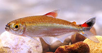 Image of Bryconops caudomaculatus (Tailspot tetra)