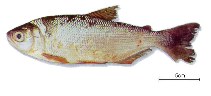 Image of Brycon cephalus 