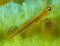 Image of Bryaninops erythrops (Erythrops goby)