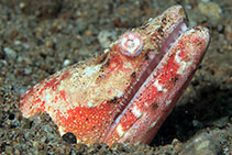 Image of Brachysomophis henshawi (Reptilian snake eel)