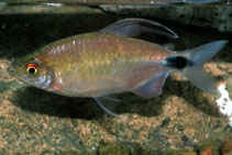 Image of Bryconalestes longipinnis (Longfin tetra)