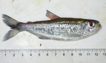 Image of Bryconops melanurus 