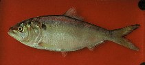 Image of Brevoortia pectinata (Argentine menhaden)