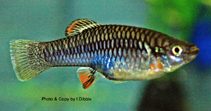 Image of Brachyrhaphis roseni (Cardinal toothcarp)