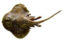 Image of Breviraja spinosa (Spinose skate)