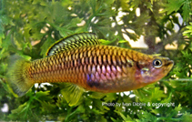 Image of Brachyrhaphis terrabensis (Térraba toothcarp)