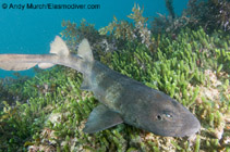 Image of Brachaelurus waddi (Blind shark)