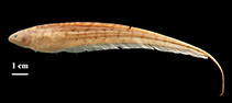 Image of Brachyhypopomus walteri 