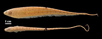 Image of Brachyhypopomus walteri 