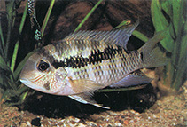 Image of Bujurquina apoparuana 