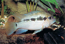 Image of Bujurquina peregrinabunda 