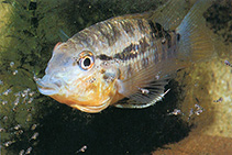 Image of Bujurquina vittata (Banded acara)